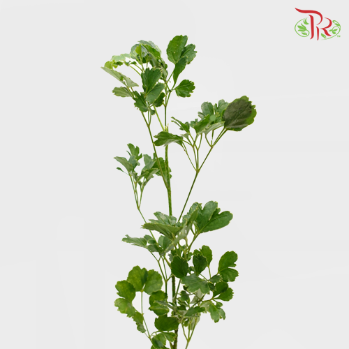 Tea leaf - Round (M) - (9-10 Stems) - Pudu Ria Florist