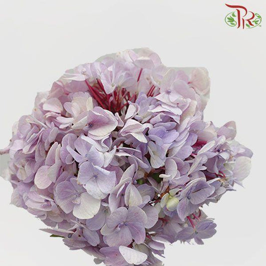 Hydrangea - Lilac (Per Stem) - Pudu Ria Florist