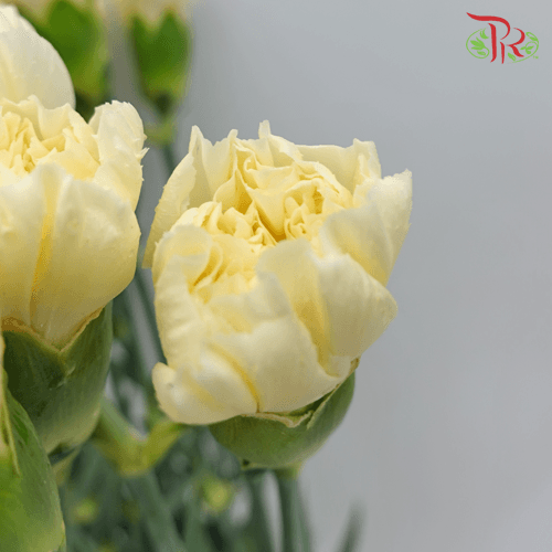 Carnation - White Liberty (19-20 Stems) - Pudu Ria Florist