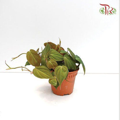 Philodendron Mican   《云母蔓绿绒》 - Pudu Ria Florist