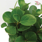 Peperomia Obtusifolia  《圓叶椒草》 - Pudu Ria Florist