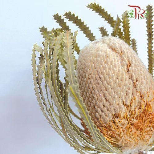 Dry Banksia - Per Stem - Pudu Ria Florist
