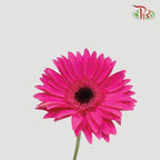 Gerbera - Dark Cherry Pink (Round/ Sharp Petals Shape)  (9-10 stems) - Pudu Ria Florist
