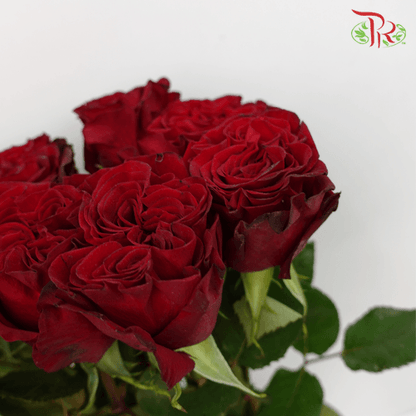 Ceres Rose - Hearts Red (10 Stems) - Pudu Ria Florist
