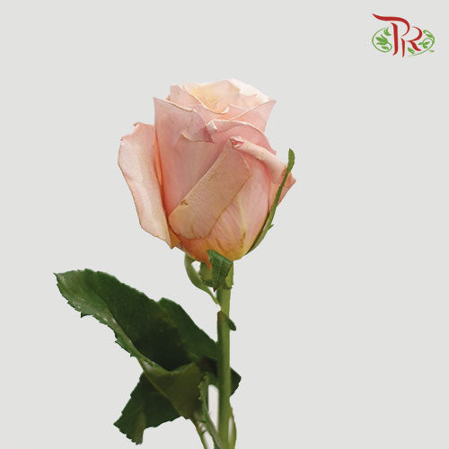 Rose - Mother Of Pearl (10 Stems) - Pudu Ria Florist