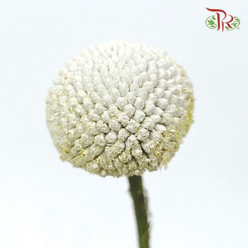 Craspedia Preservative - White (Per Bunch) - Pudu Ria Florist