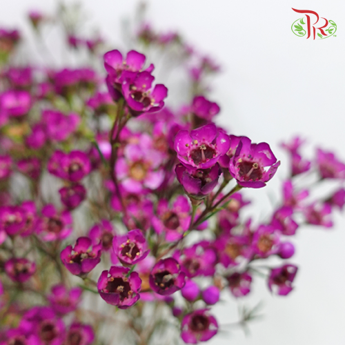 Wax Flower - Dark Pink (5 Stems) - Pudu Ria Florist