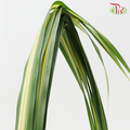Pandan Leaf (M) - Pandanus Tone - Pudu Ria Florist