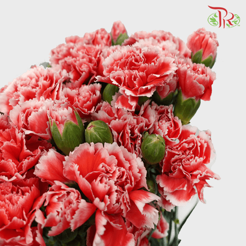 Carnation Spray - Cosmo Red (19-20 Stems) - Pudu Ria Florist
