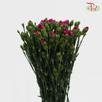 Carnation Spray - Purple (19-20 Stems) - Pudu Ria Florist