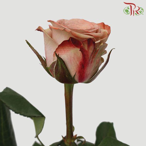 Cappuccino Rose - 50cm ( 10 Stems ) - Pudu Ria Florist