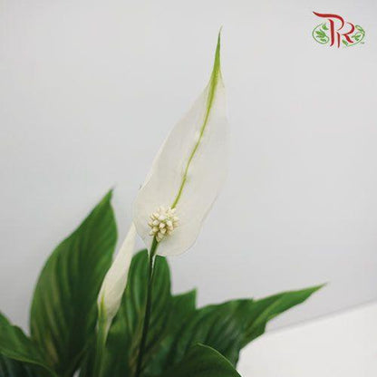 Spathiphyllum Strauss - IMPORTED 《白掌》 - Pudu Ria Florist