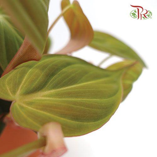 Philodendron Mican   《云母蔓绿绒》 - Pudu Ria Florist