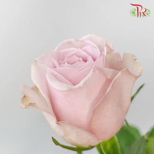 Rose - Corsette (10 Stems) - Pudu Ria Florist