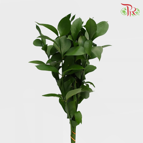 Ruscus Leaf (M) - 10 Stems - Pudu Ria Florist