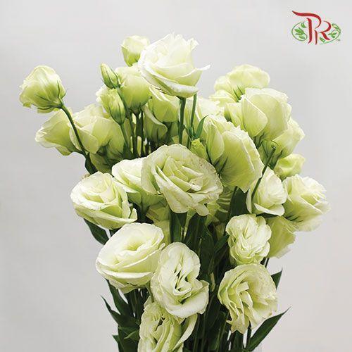 Eustoma - Green (700-800 Gram) - Pudu Ria Florist