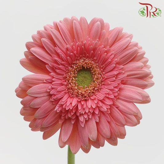 Gerbera - Pink With Green Heart (9-10 Stems) - Pudu Ria Florist