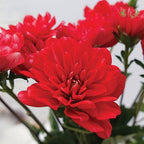 Dahlia - Red (Per Bunch) - Pudu Ria Florist