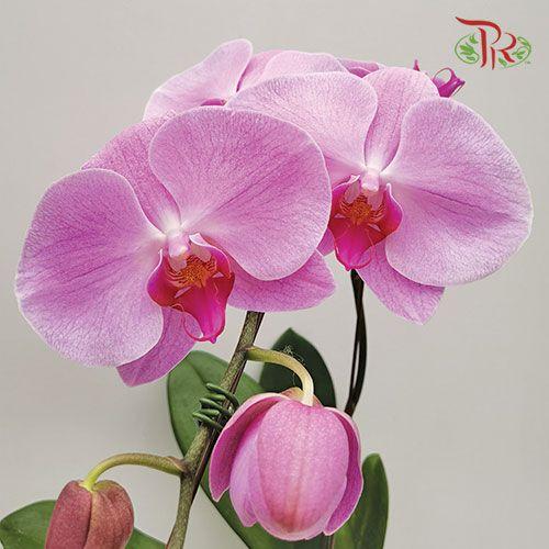 蝴蝶兰- 紫丁香*不包括花瓶
