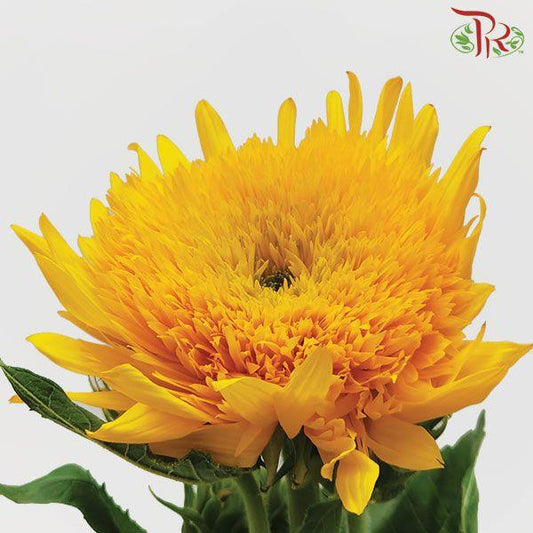 Sunflower Teddy - (2 Stems) - Pudu Ria Florist