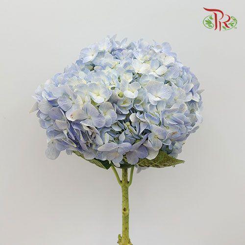 Hydrangea - Light Blue (Per Stem) - Pudu Ria Florist