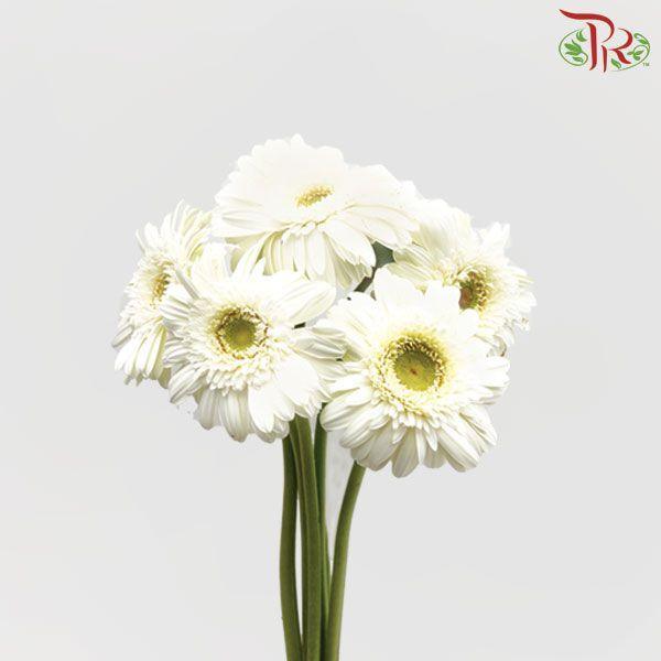 Gerbera White With Green Heart  (9-10 Stems) - Pudu Ria Florist