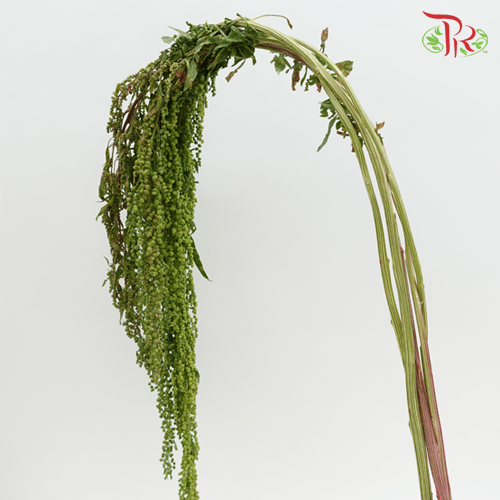 Amaranthus Hanging - Green (5 Stems) - Pudu Ria Florist