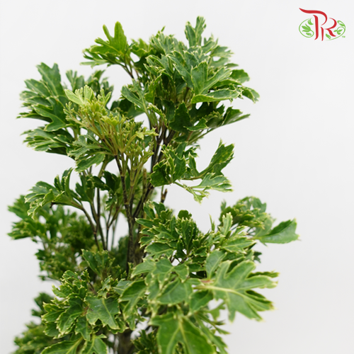 Tea leaf - Sharp - Pudu Ria Florist