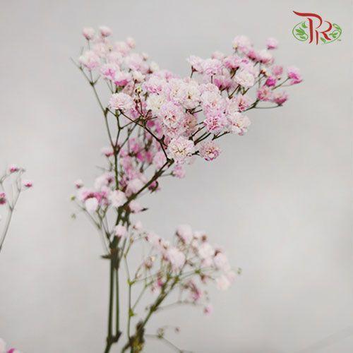 Baby's Breath Dyed - Pink (10 Stems) - Pudu Ria Florist