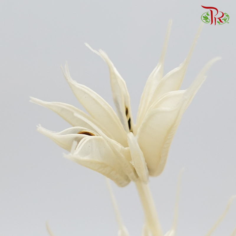 Dried Nigella Bleached - (Per Bunch) - Pudu Ria Florist
