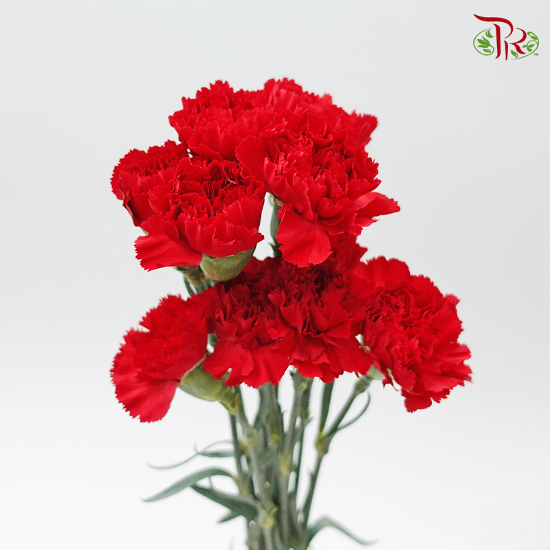Carnation - Red (10 Stems) - Pudu Ria Florist