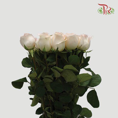 Rose - Cream (10 Stems) - Pudu Ria Florist