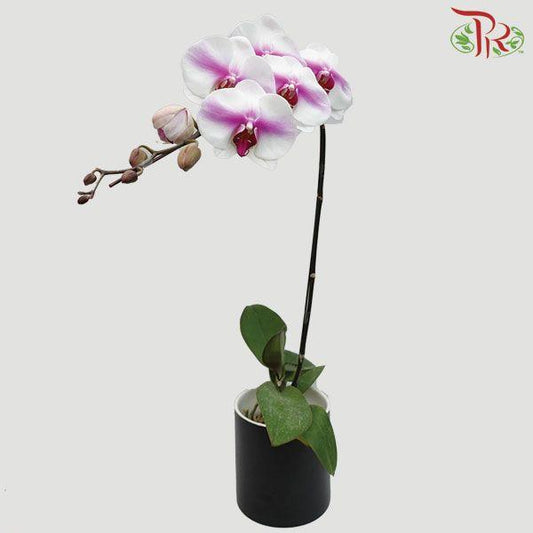 Phalaenopsis Orchid White With Purple Splash (Without pot) *With No Vase - Pudu Ria Florist