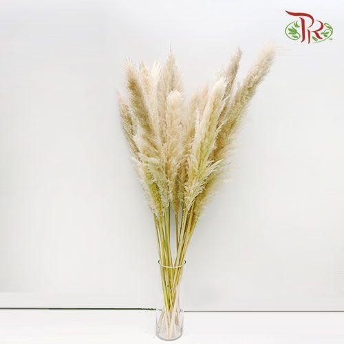 Dry Cortaderia Pampas 135cm - (5 Stems) - Pudu Ria Florist