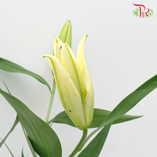 Lily Oriental Serrano / Vigneron 2 & 3 & 4 + - (5 Stems) - Pudu Ria Florist