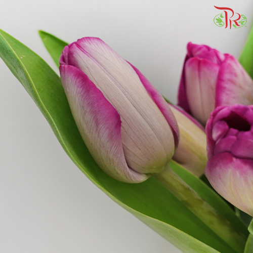 Tulip - Dreaming Maid (9-10 Stems) - Pudu Ria Florist