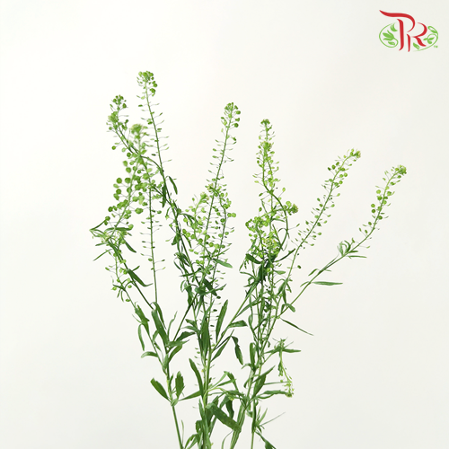 Thlaspi Green Bell - (Per Bunch) - Pudu Ria Florist