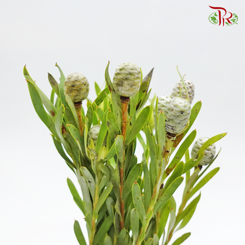 Leucadendron Meridianum - (10 Stems) - Pudu Ria Florist