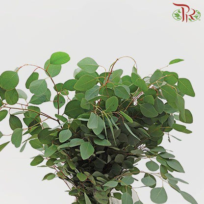 Eucalyptus - Silver Dollar (Per Bunch) - Pudu Ria Florist