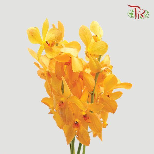 HW - Mokara Bright Orchid (S) - Orange (5 Stems) - Pudu Ria Florist