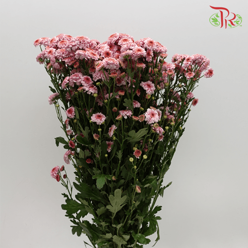 Chrysanthemum Pompom - Button Purple (12 Stems) - Pudu Ria Florist