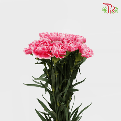 Carnation - Mariah Pink (18-20 Stems) - Pudu Ria Florist