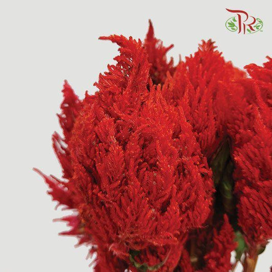 Celosia Sharp - Red (10 Stems) - Pudu Ria Florist