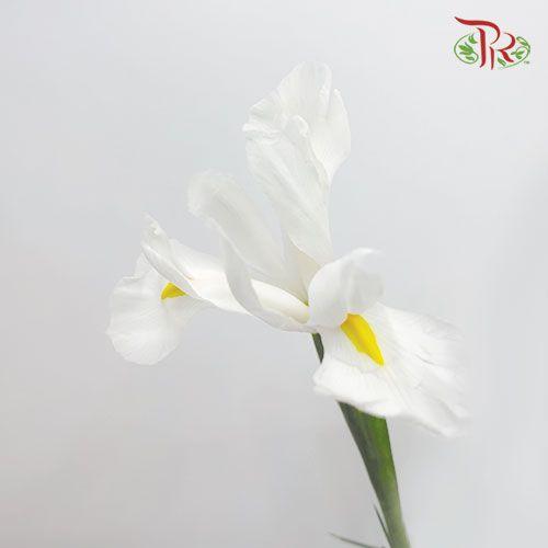 Iris - White (10 Stems) - Pudu Ria Florist