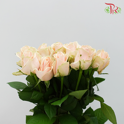 Rose - Pearl Avalanche / Rouge (10 Stems) - Pudu Ria Florist