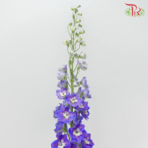 Delphinium - Purple (5 Stems) - Pudu Ria Florist