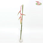 Pendula Pink - (Per Stem) - Pudu Ria Florist