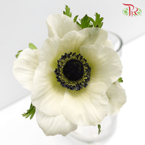 Anemone White - (Per Bunch) *FRAGILE - Pudu Ria Florist