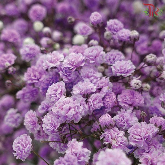 Baby's Breath Dyed - Purple (0.4- 0.5kg) - Pudu Ria Florist