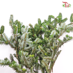 Besson Leaf - (Per Bunch) - Pudu Ria Florist